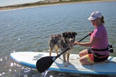 teach your dog to stand up paddle board